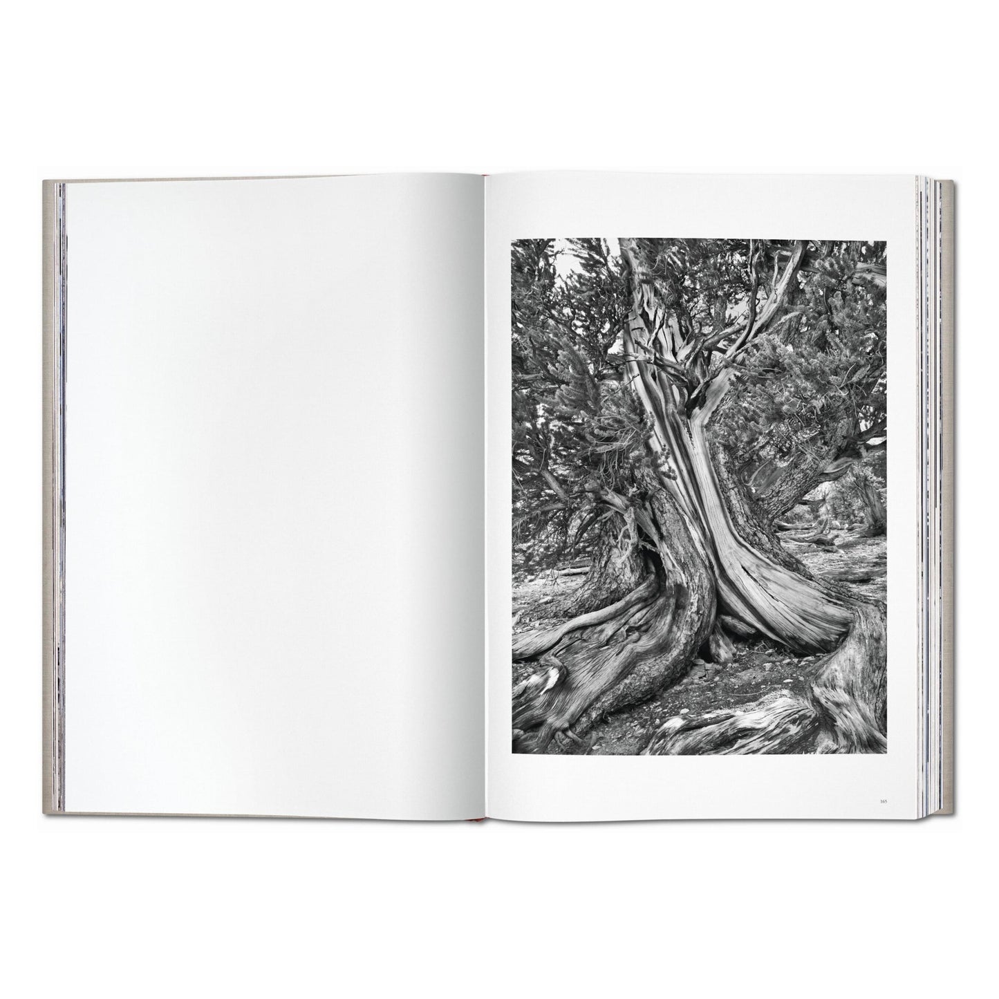 Sebastião Salgado. Genesis (English)