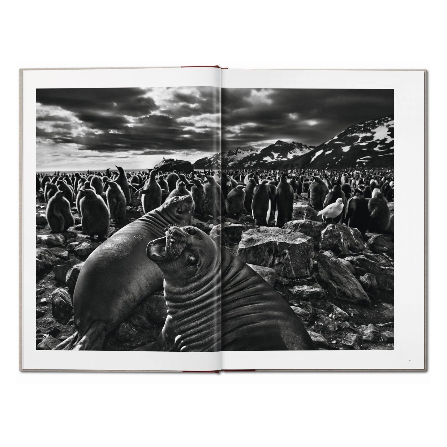Sebastião Salgado. Genesis (English)