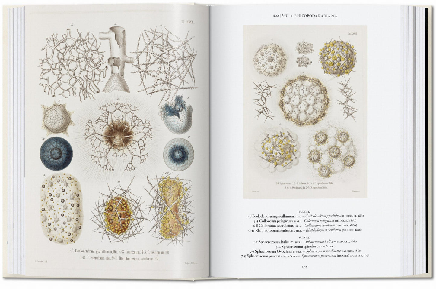 The Art and Science of Ernst Haeckel. 40th Ed. (English)