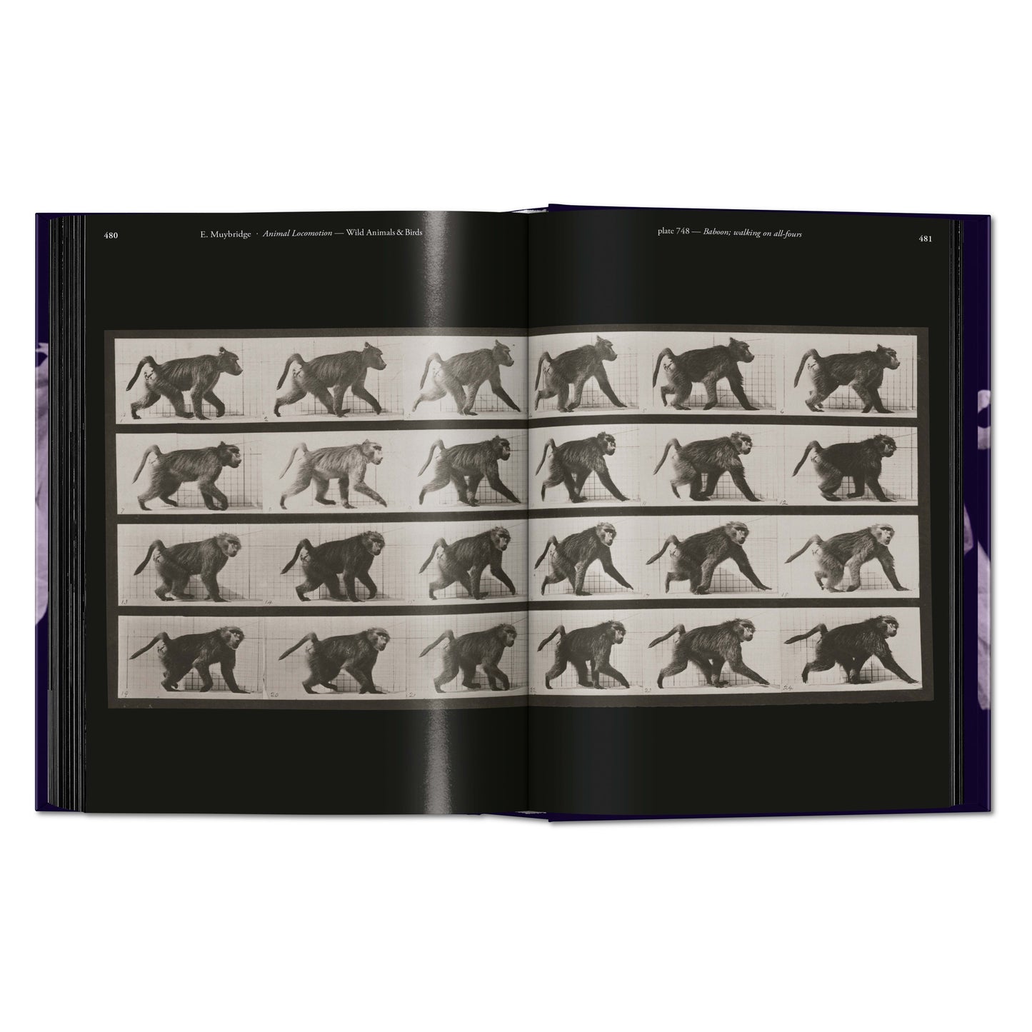 Muybridge. The Human and Animal Locomotion Photographs. 45th Ed. (German, French, English)