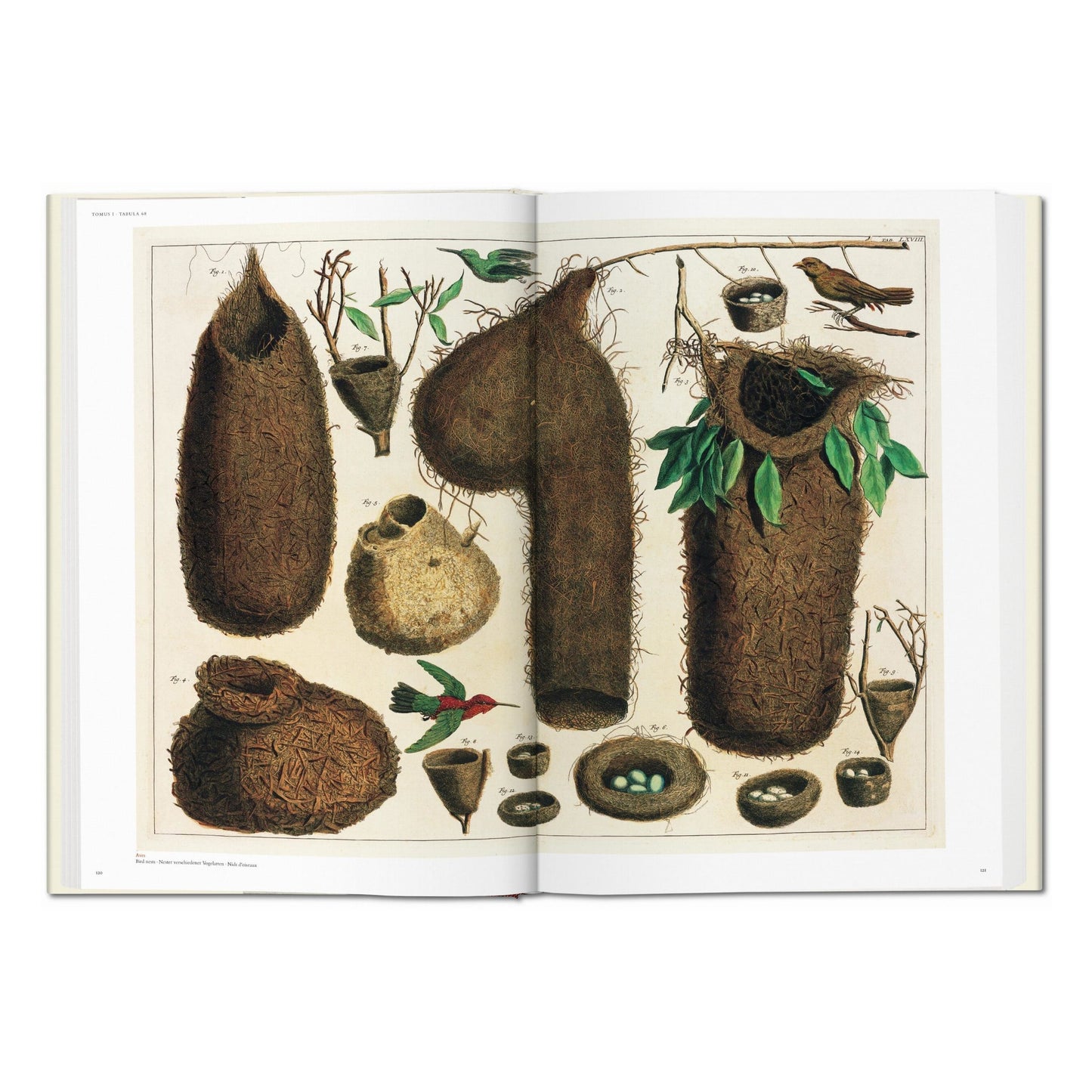 Seba. Cabinet of Natural Curiosities (German, French, English)