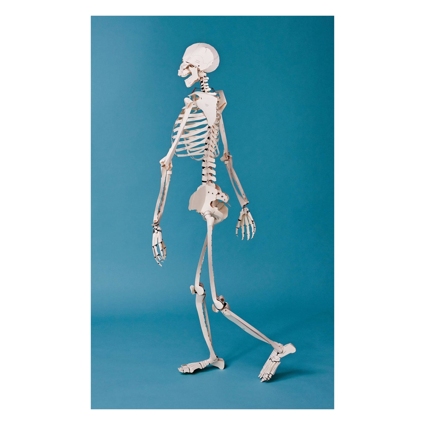 Build Your Own Human Skeleton (German, Spanish, French, English, Italian)