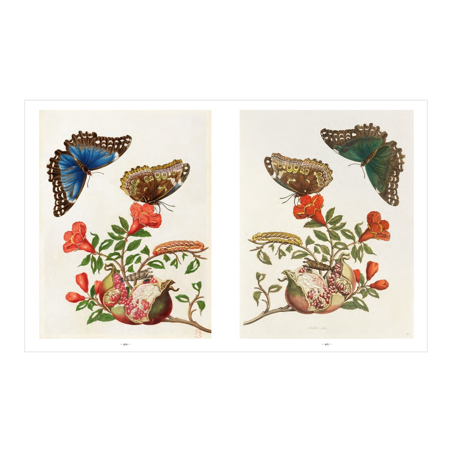 Merian (German, Spanish, French, English)
