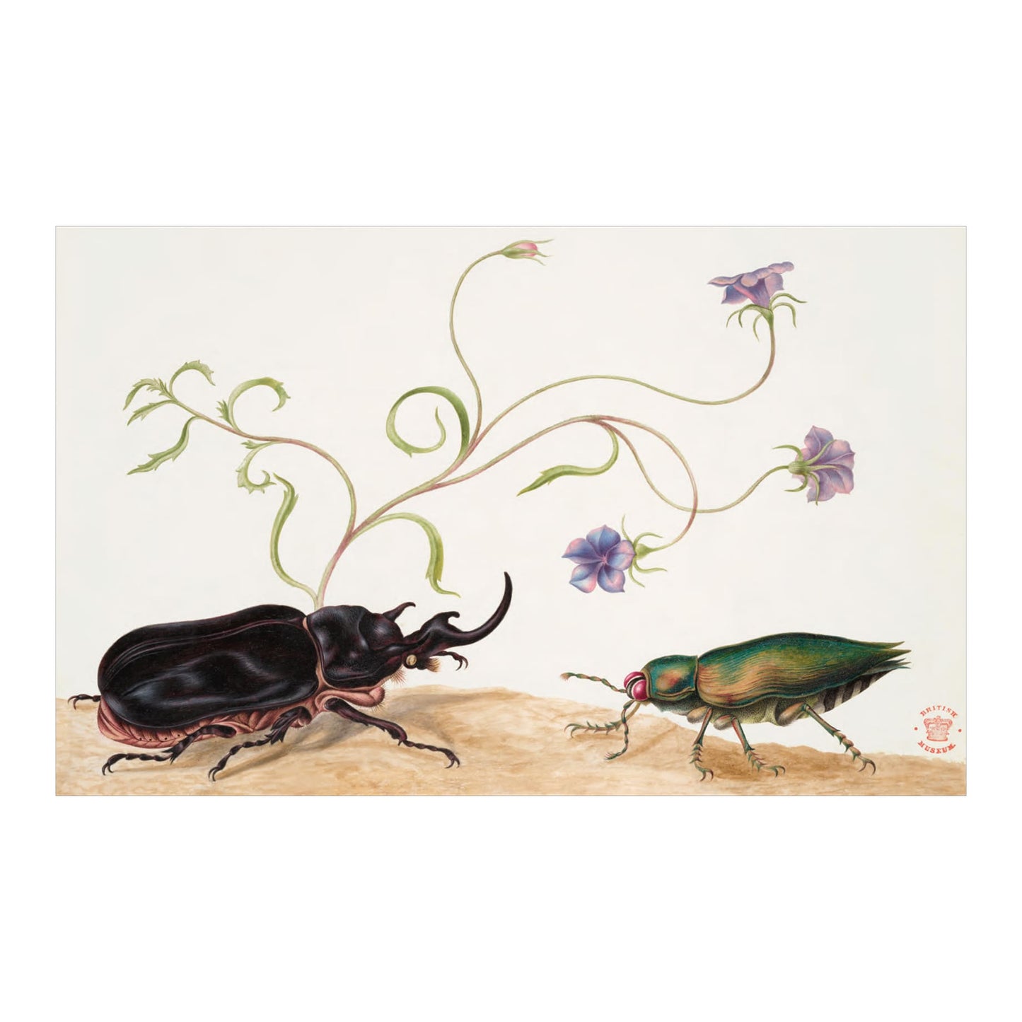 Merian (German, Spanish, French, English)