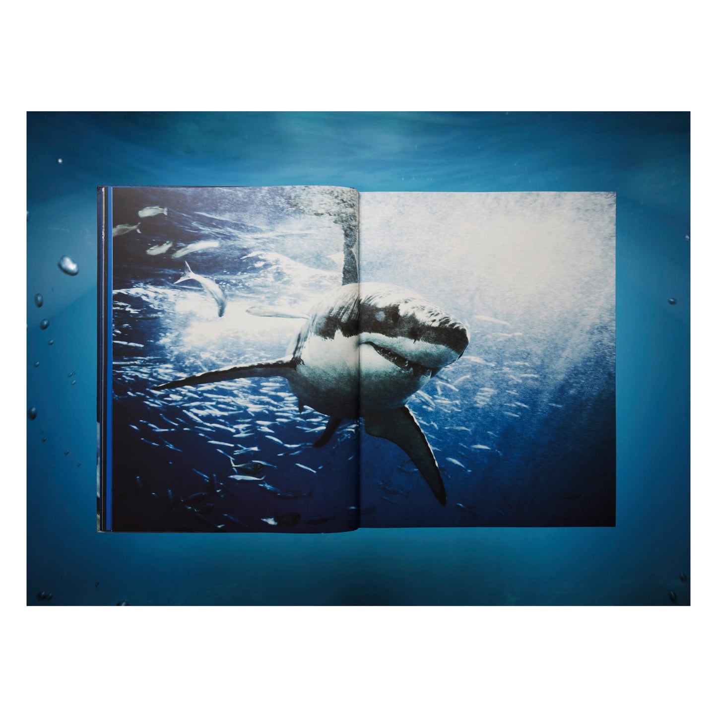 Michael Muller. Sharks (English)