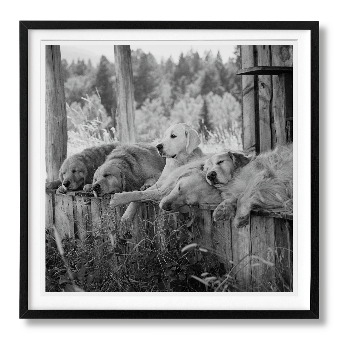 Bruce Weber. The Golden Retriever Photographic Society. Art Edition No. 1–100 ‘Little Bear Ranch, Montana, 1996’ (German, French, English) (SA)