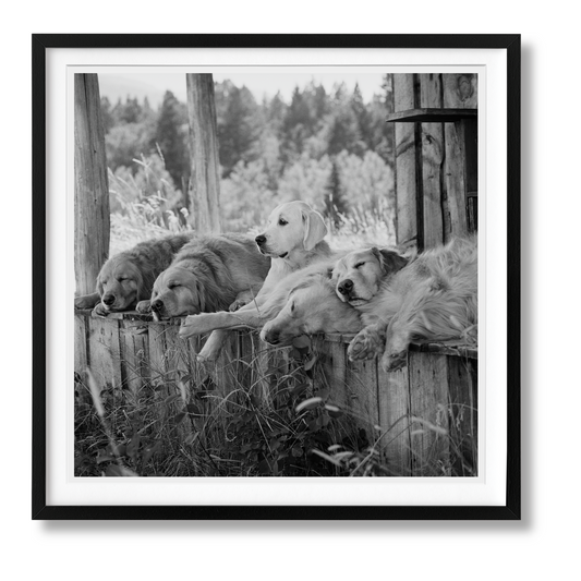 Bruce Weber. The Golden Retriever Photographic Society. Art Edition No. 1–100 ‘Little Bear Ranch, Montana, 1996’ (German, French, English) (SA)