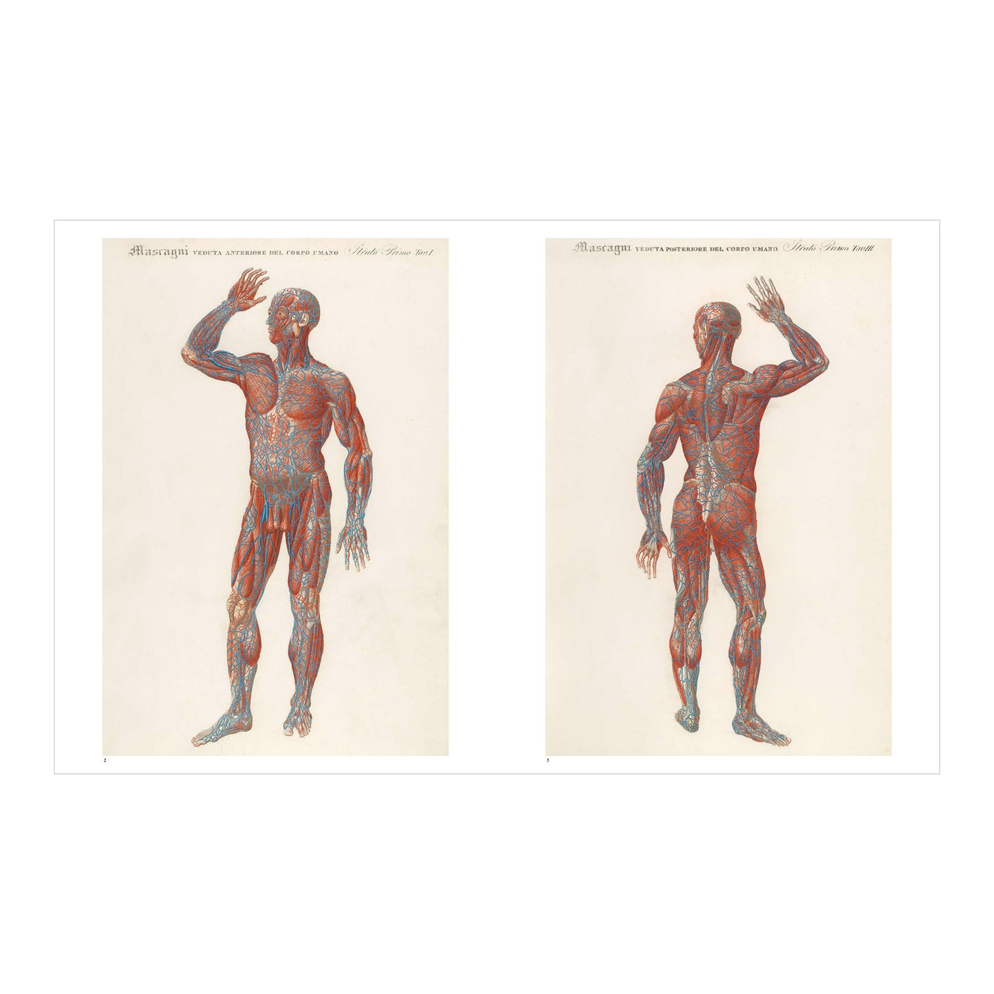 The Book of the Human Body (German, Spanish, French, English)