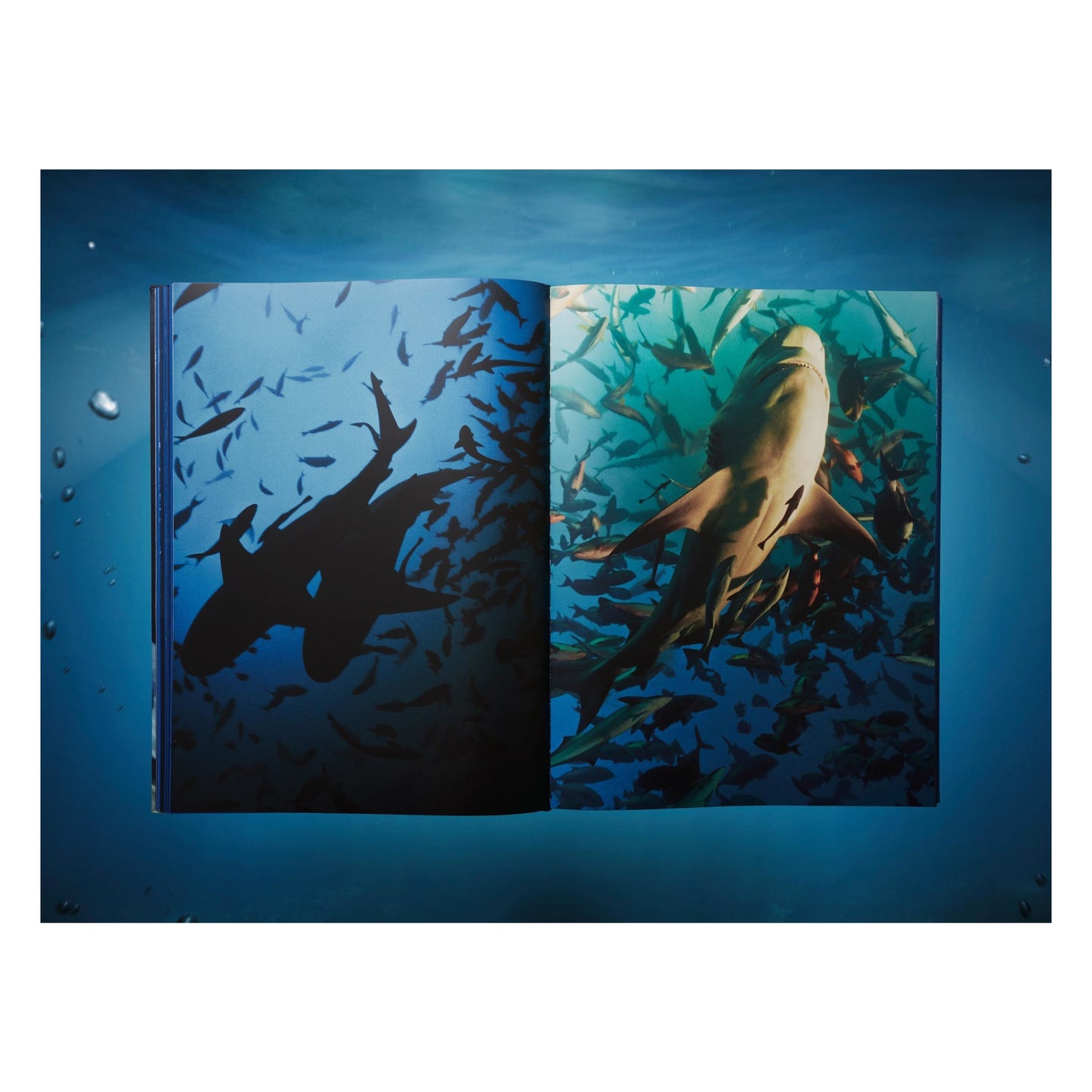 Michael Muller. Sharks, Art Edition No. 101–200 ‘Under Study’ (English)