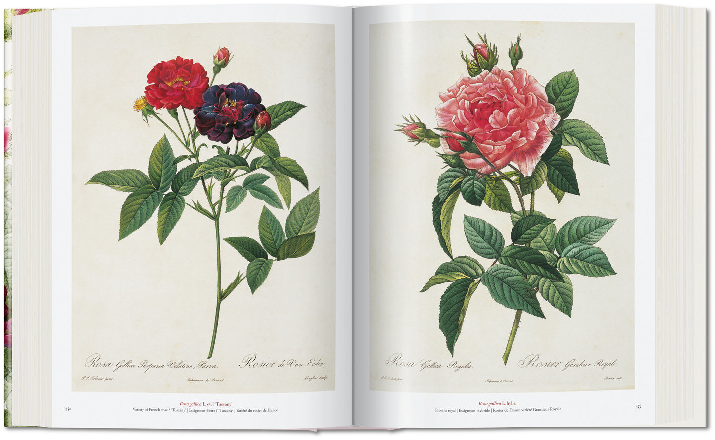 Redouté. The Book of Flowers (German, French, English)