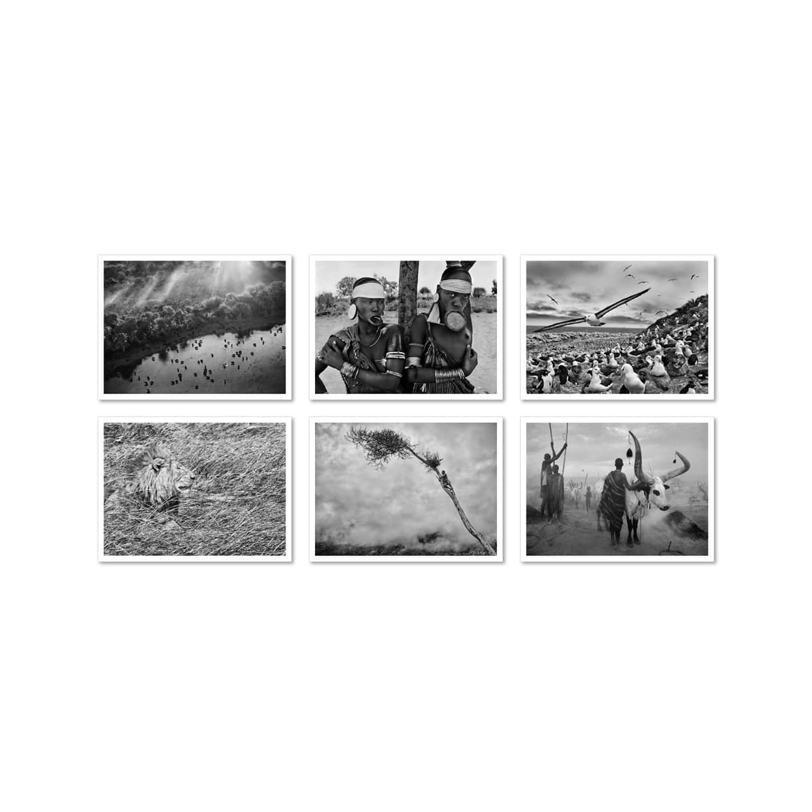 Sebastião Salgado. Genesis. Postcard Set (German, Spanish, French, English)