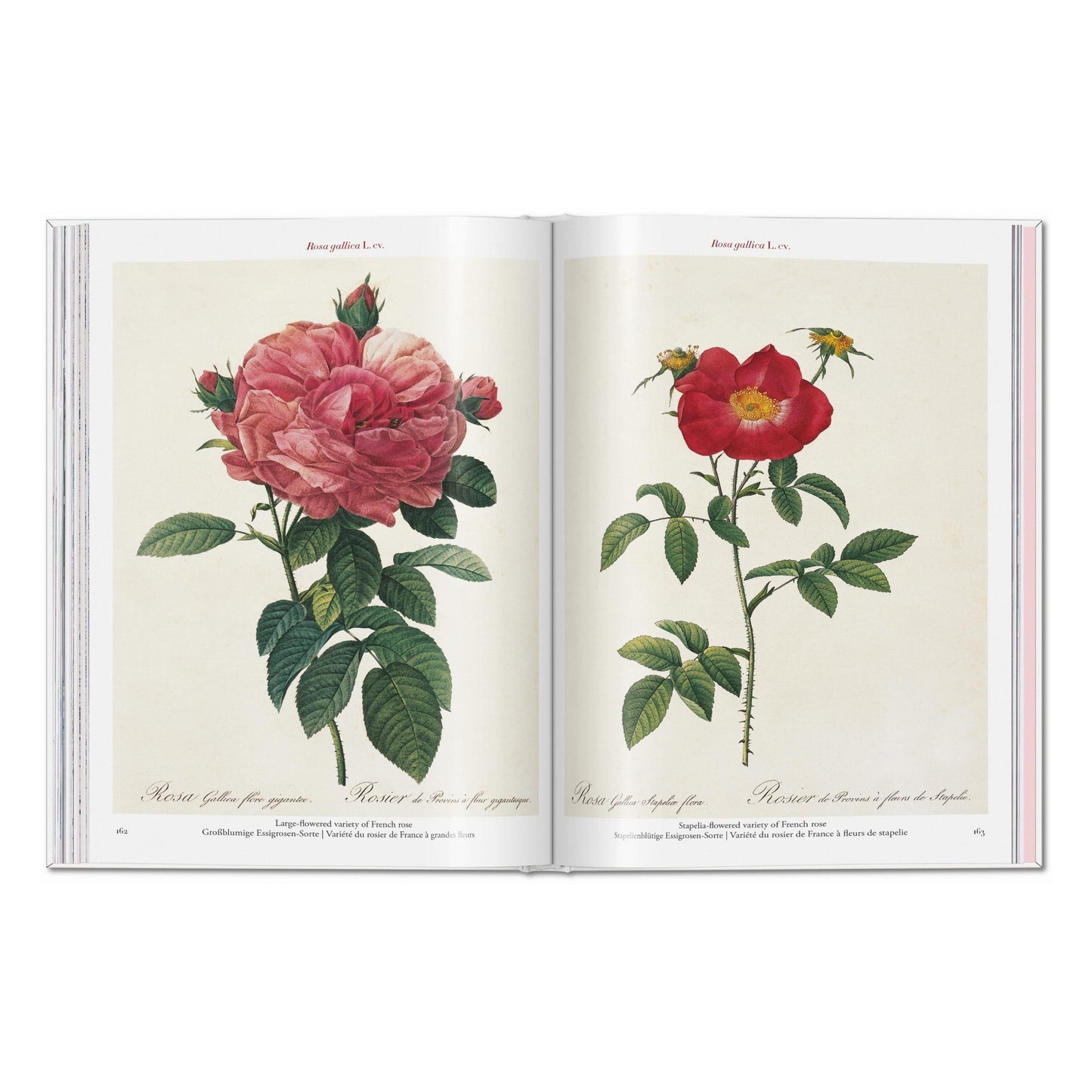 Redouté. Roses (Spanish, English, Italian)