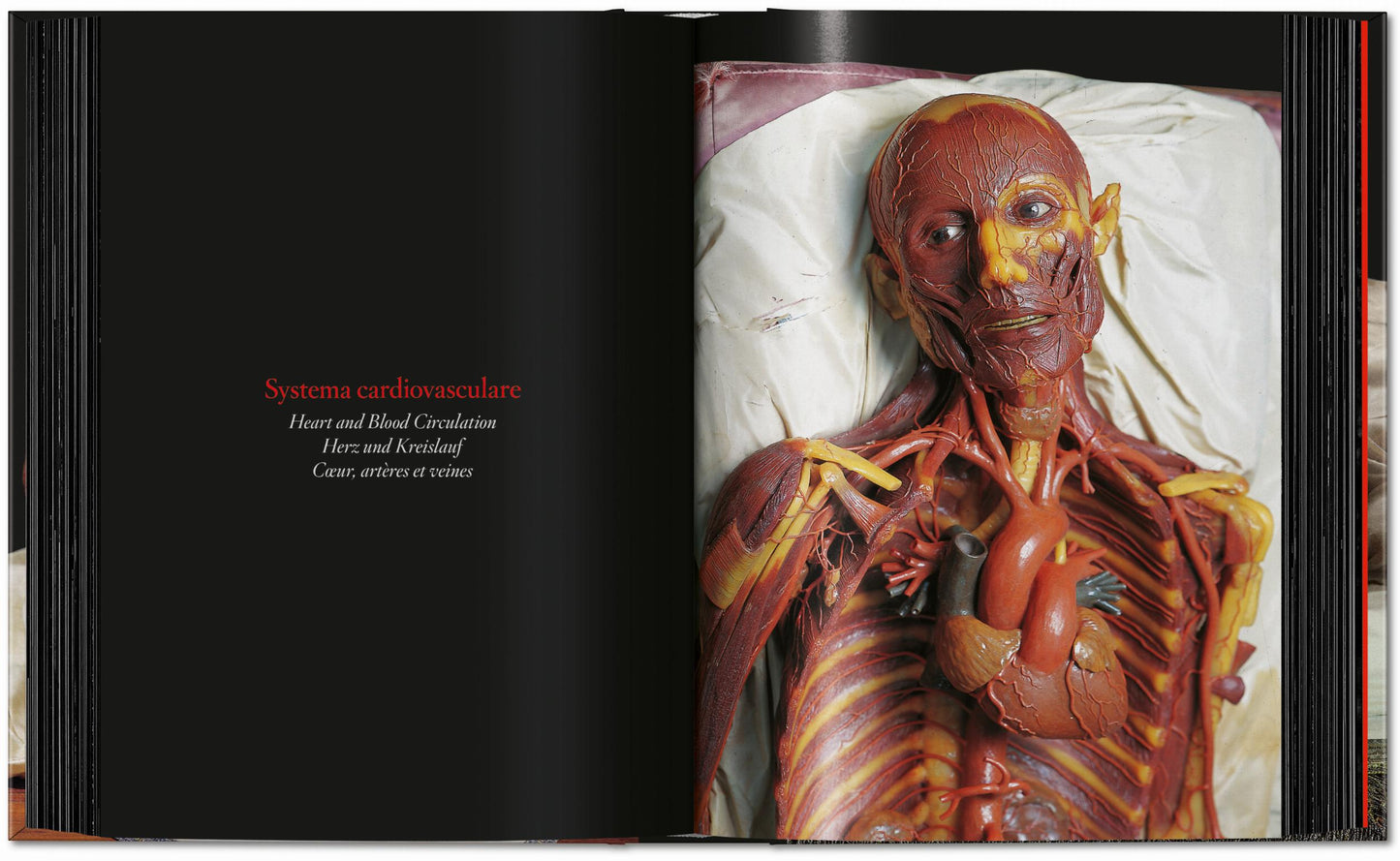 Anatomical Waxes. 45th Ed. (German, French, English)