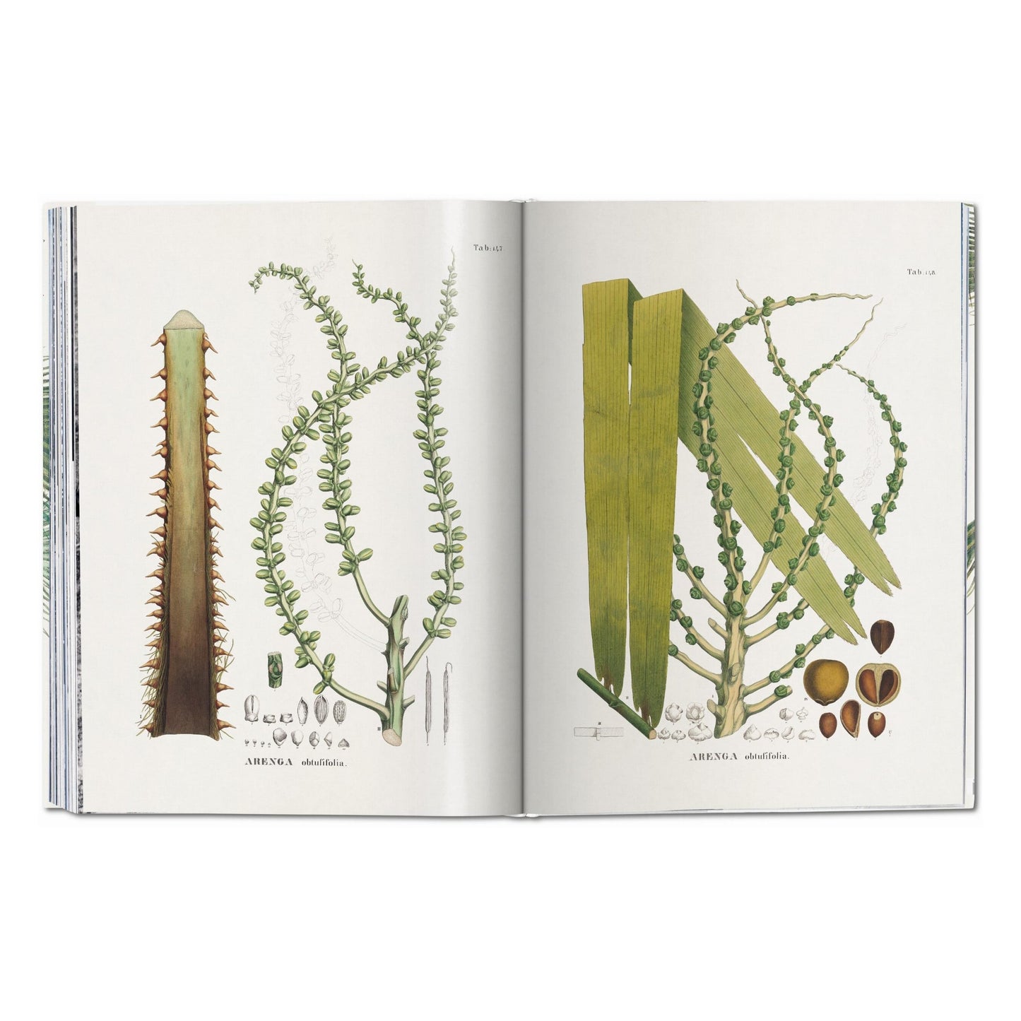 Martius. The Book of Palms (German, French, English)