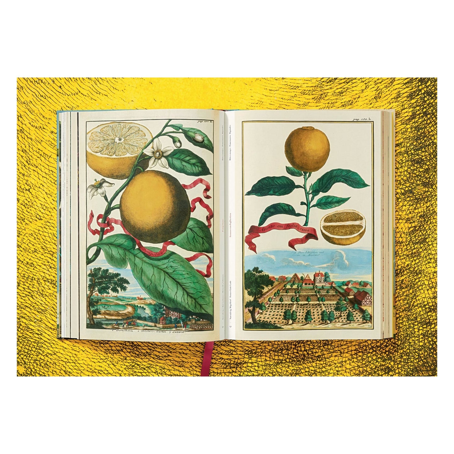 J. C. Volkamer. The Book of Citrus Fruits (German, French, English)