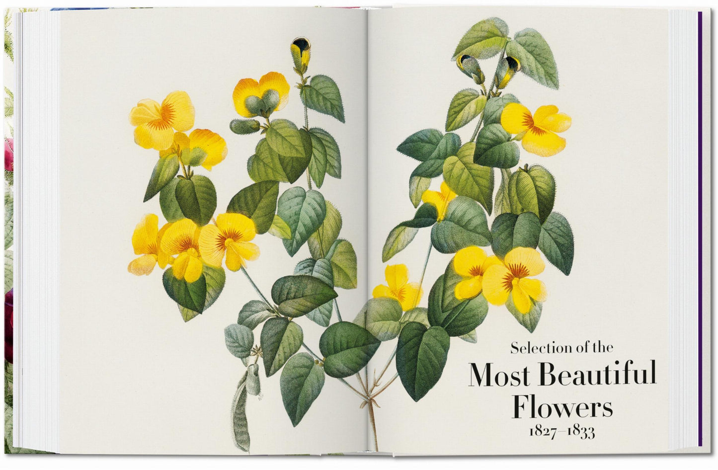 Redouté. The Book of Flowers. 45th Ed. (German, French, English)