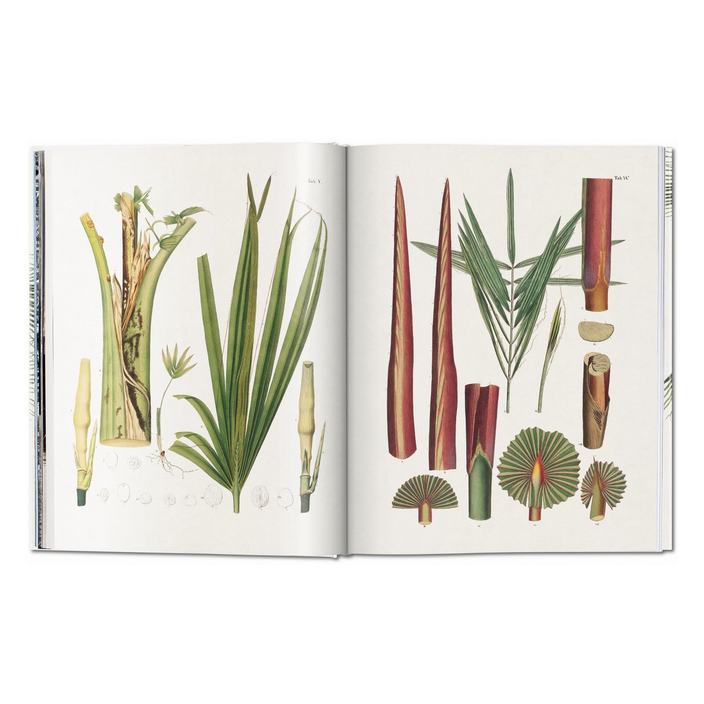 Martius. The Book of Palms (German, French, English)