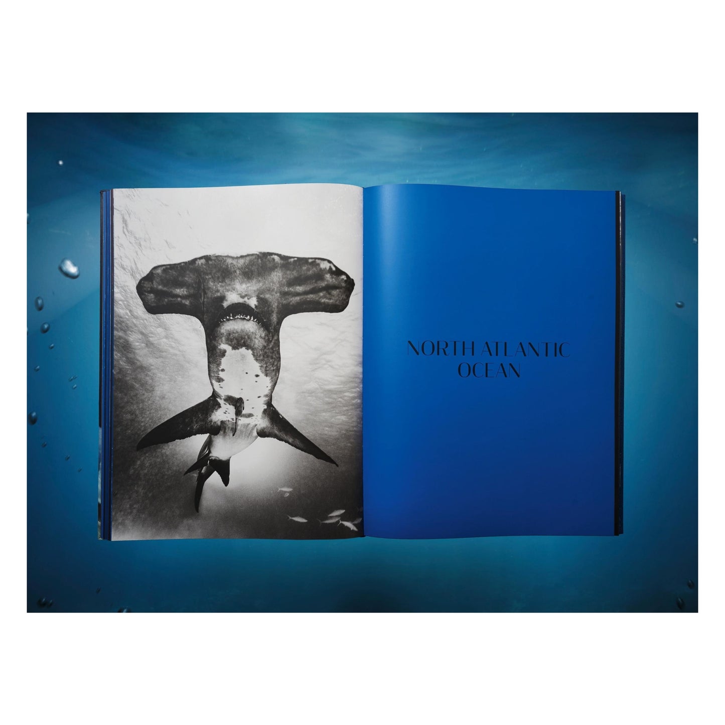 Michael Muller. Sharks, Art Edition No. 101–200 ‘Under Study’ (English)