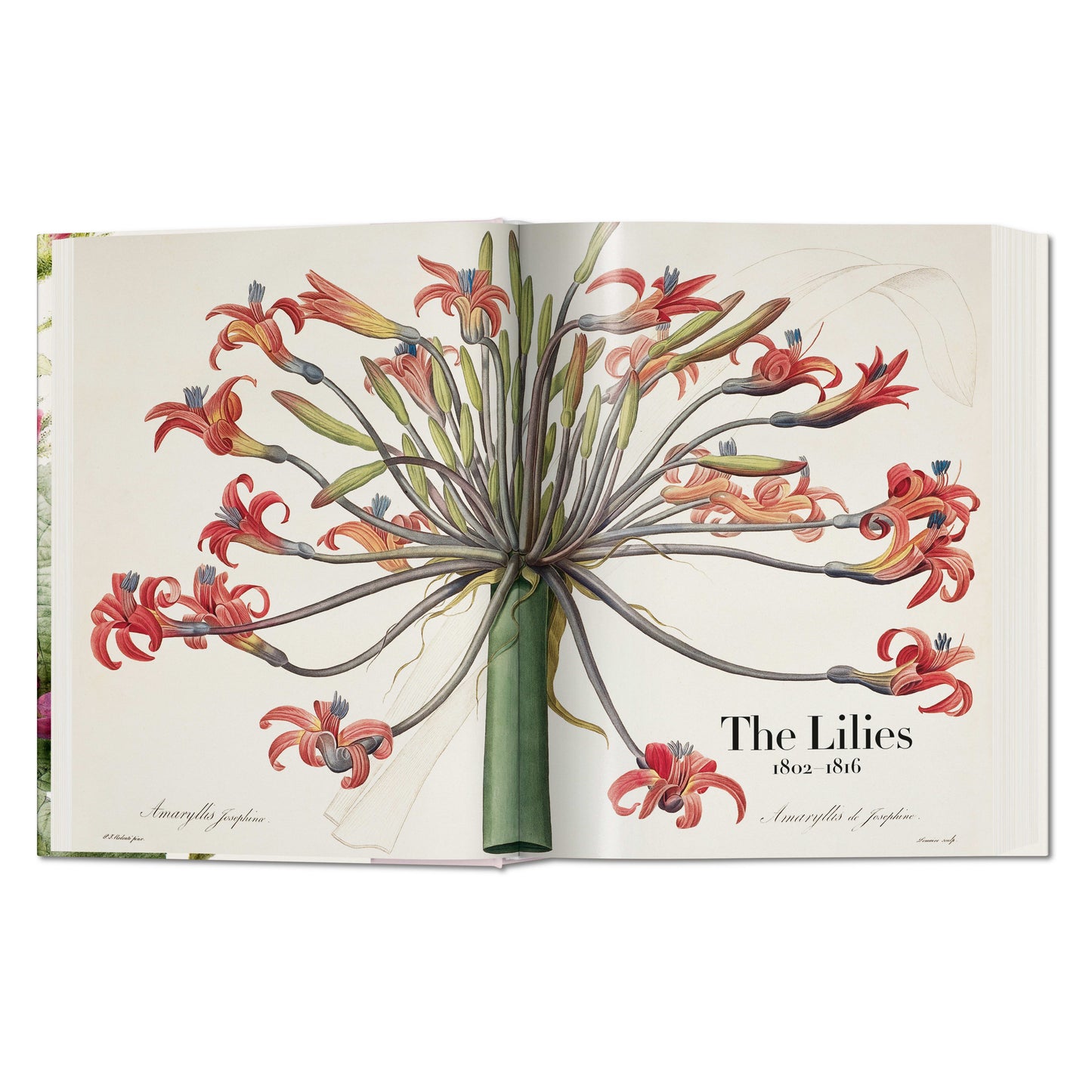 Redouté. El libro de las flores (Spanish, English, Italian)