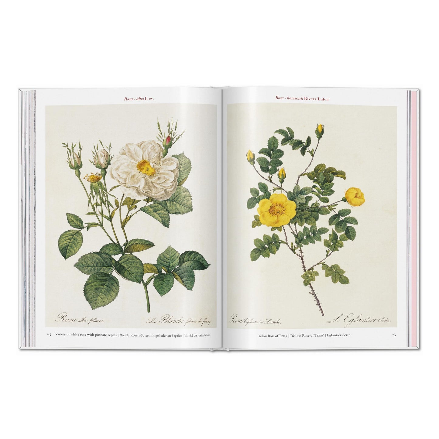 Redouté. Roses (Spanish, English, Italian)