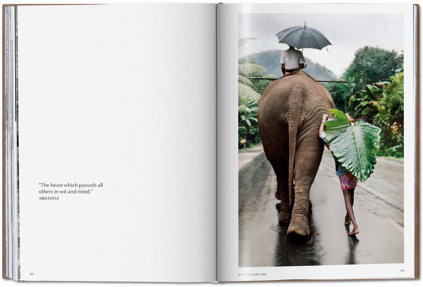 Steve McCurry. Animals. Art Edition No. 101–200 ‘Chennai, India, 1996’ (German, French, English)