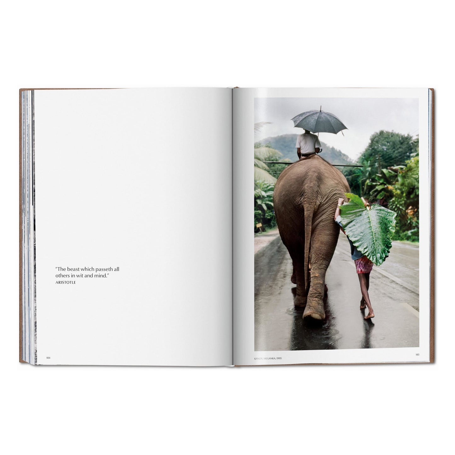 Steve McCurry. Animals. Art Edition No. 101–200 ‘Chennai, India, 1996’ (German, French, English)
