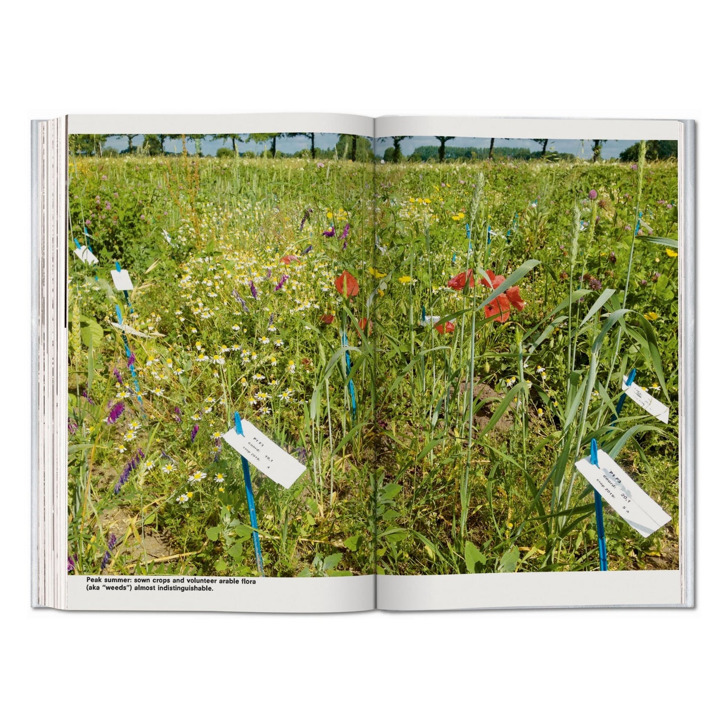 Koolhaas. Countryside, A Report (English)