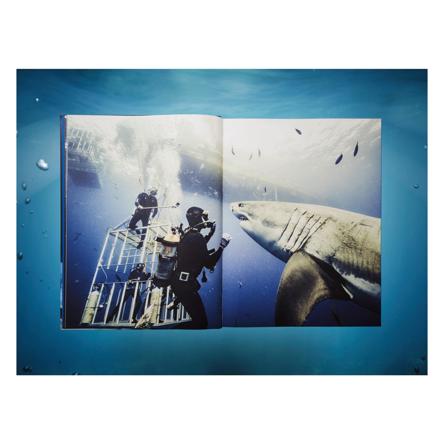 Michael Muller. Sharks, Art Edition No. 101–200 ‘Under Study’ (English)
