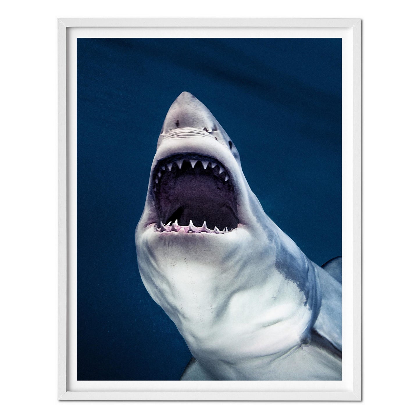 Michael Muller. Sharks, Art Edition No. 1–100 ‘Tear You Apart’ (English) (AP)