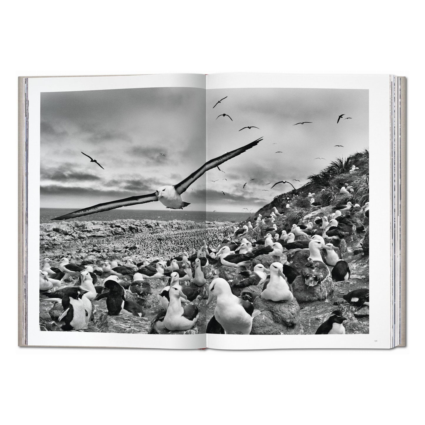 Sebastião Salgado. Genesis (English)
