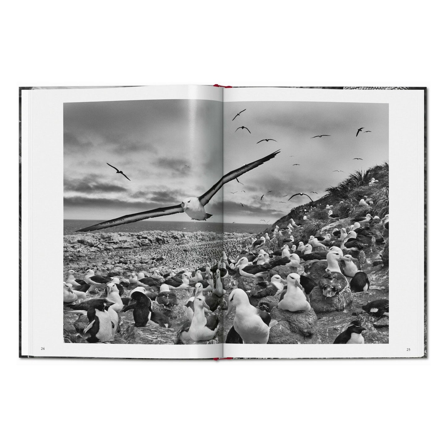 Sebastião Salgado. Genesis (French)