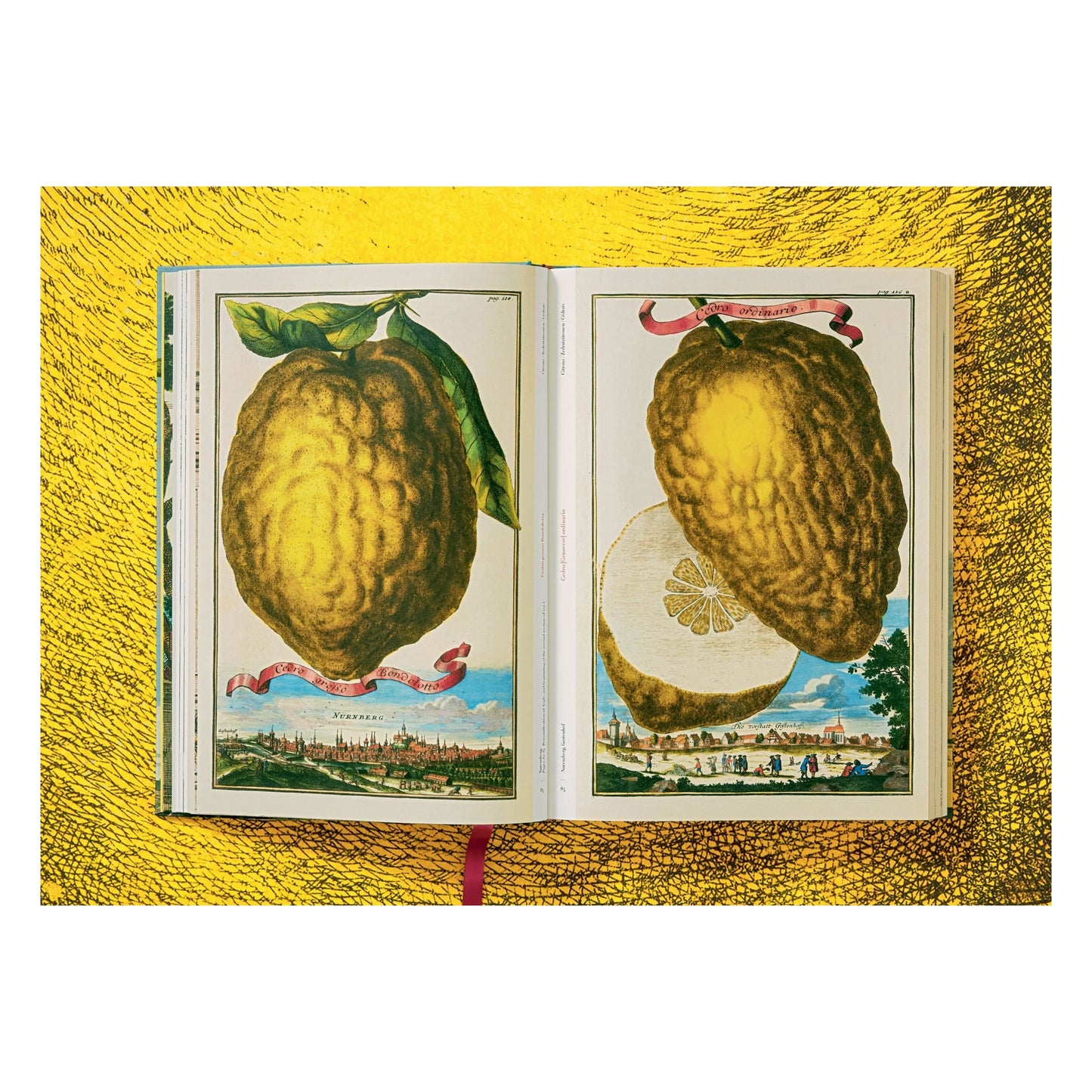 J. C. Volkamer. The Book of Citrus Fruits (German, French, English)