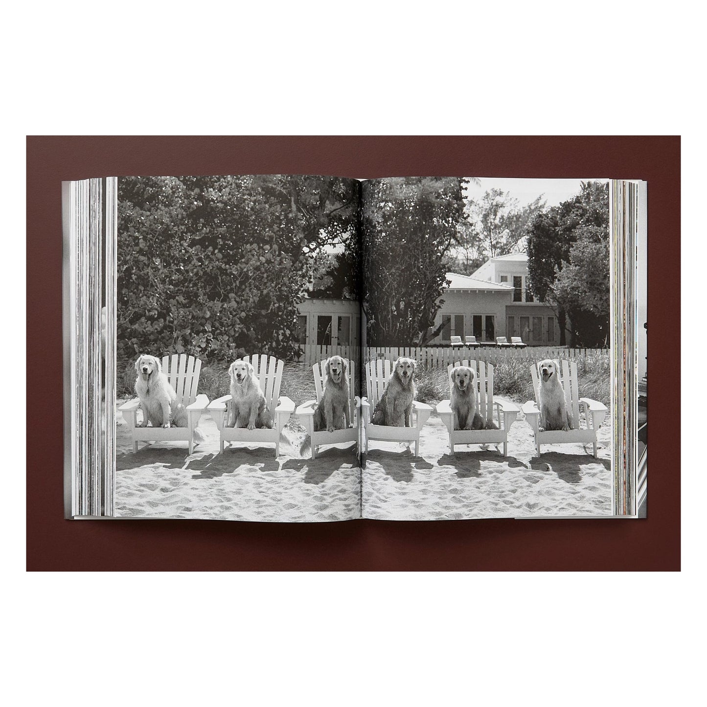 Bruce Weber. The Golden Retriever Photographic Society. Art Edition No. 1–100 ‘Little Bear Ranch, Montana, 1996’ (German, French, English) (SA)