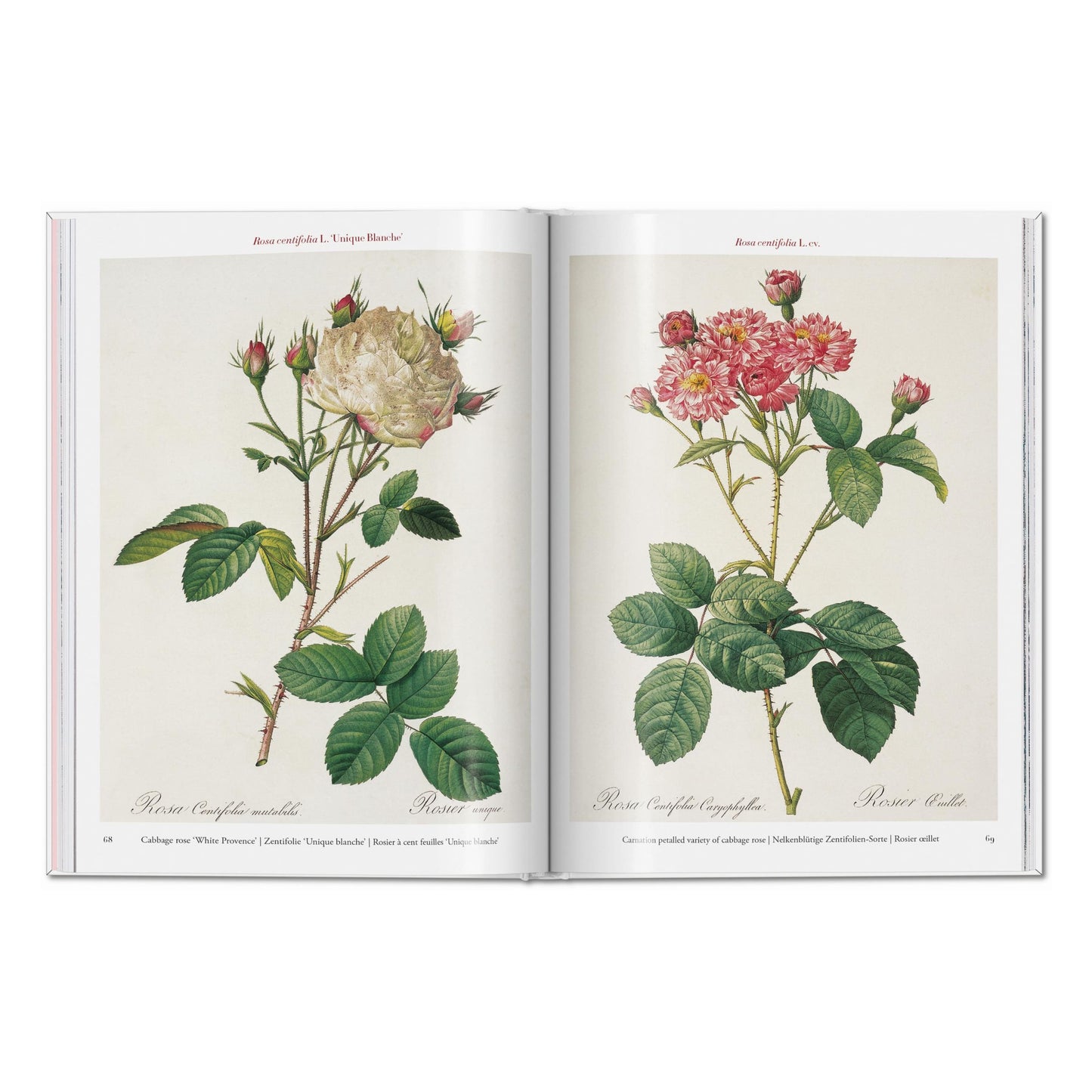Redouté. Roses (Spanish, English, Italian)