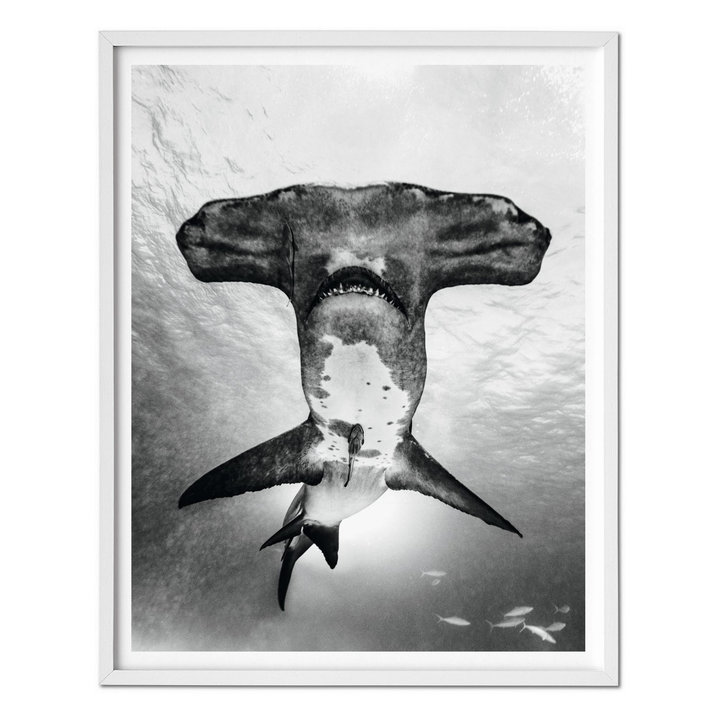 Michael Muller. Sharks, Art Edition No. 101–200 ‘Under Study’ (English) (AP)