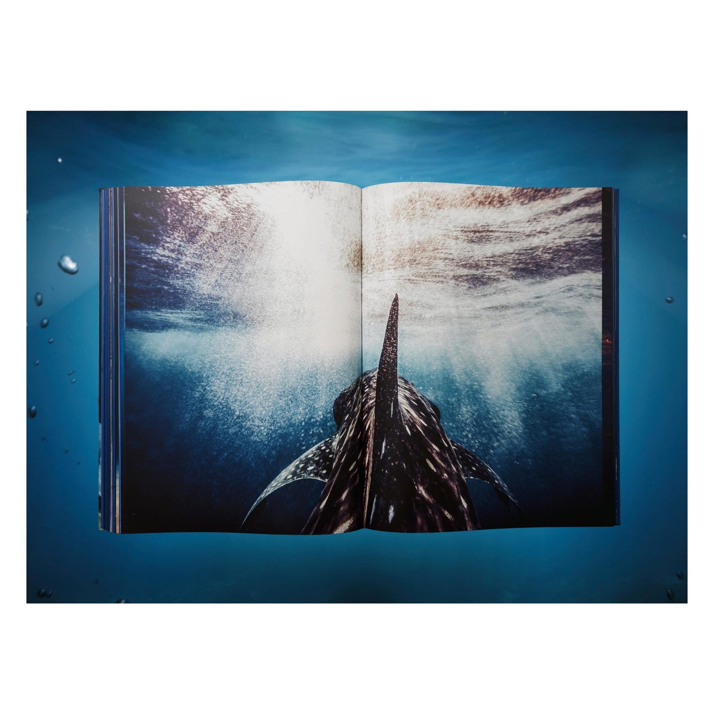 Michael Muller. Sharks, Art Edition No. 101–200 ‘Under Study’ (English)