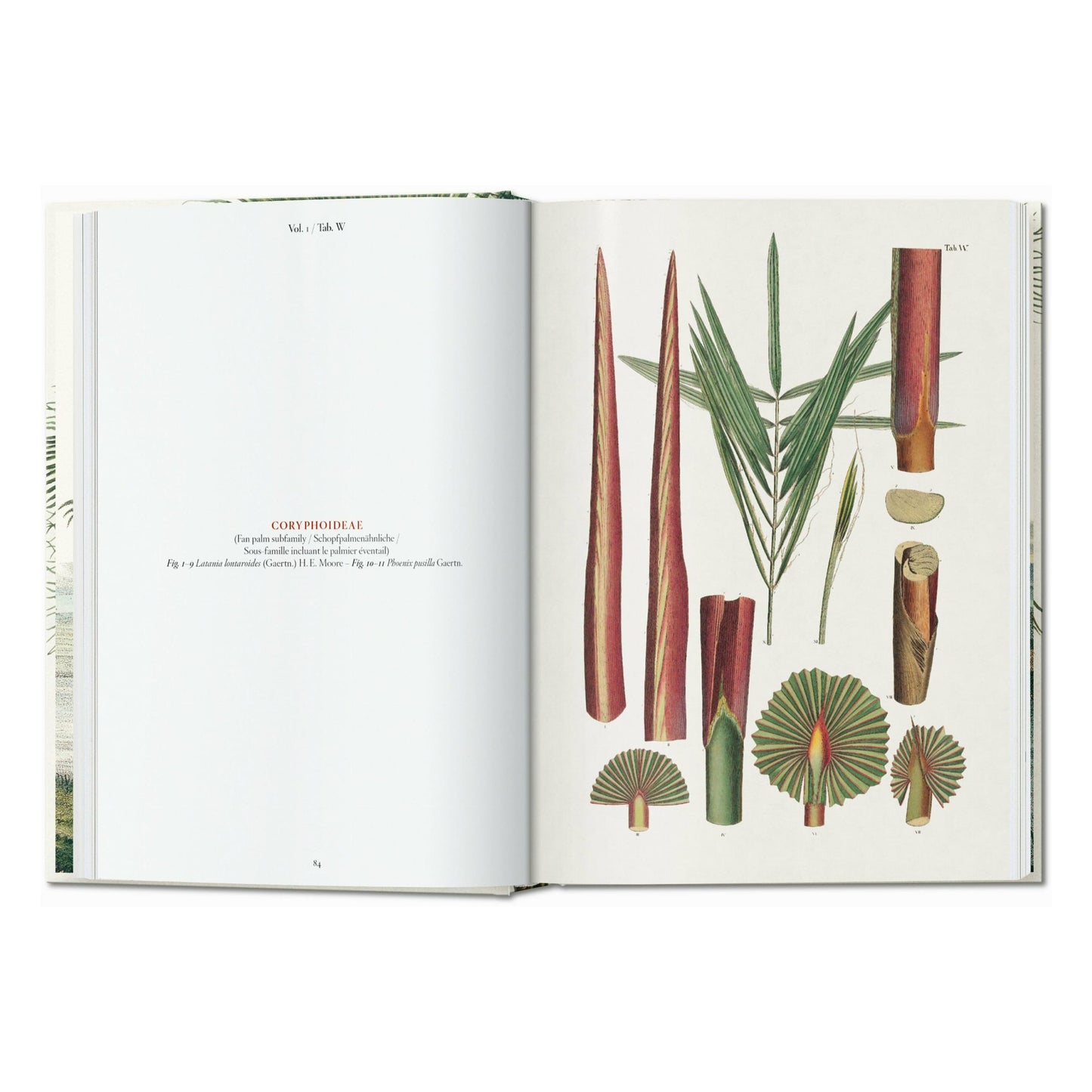 Martius. The Book of Palms. 45th Ed. (German, French, English)