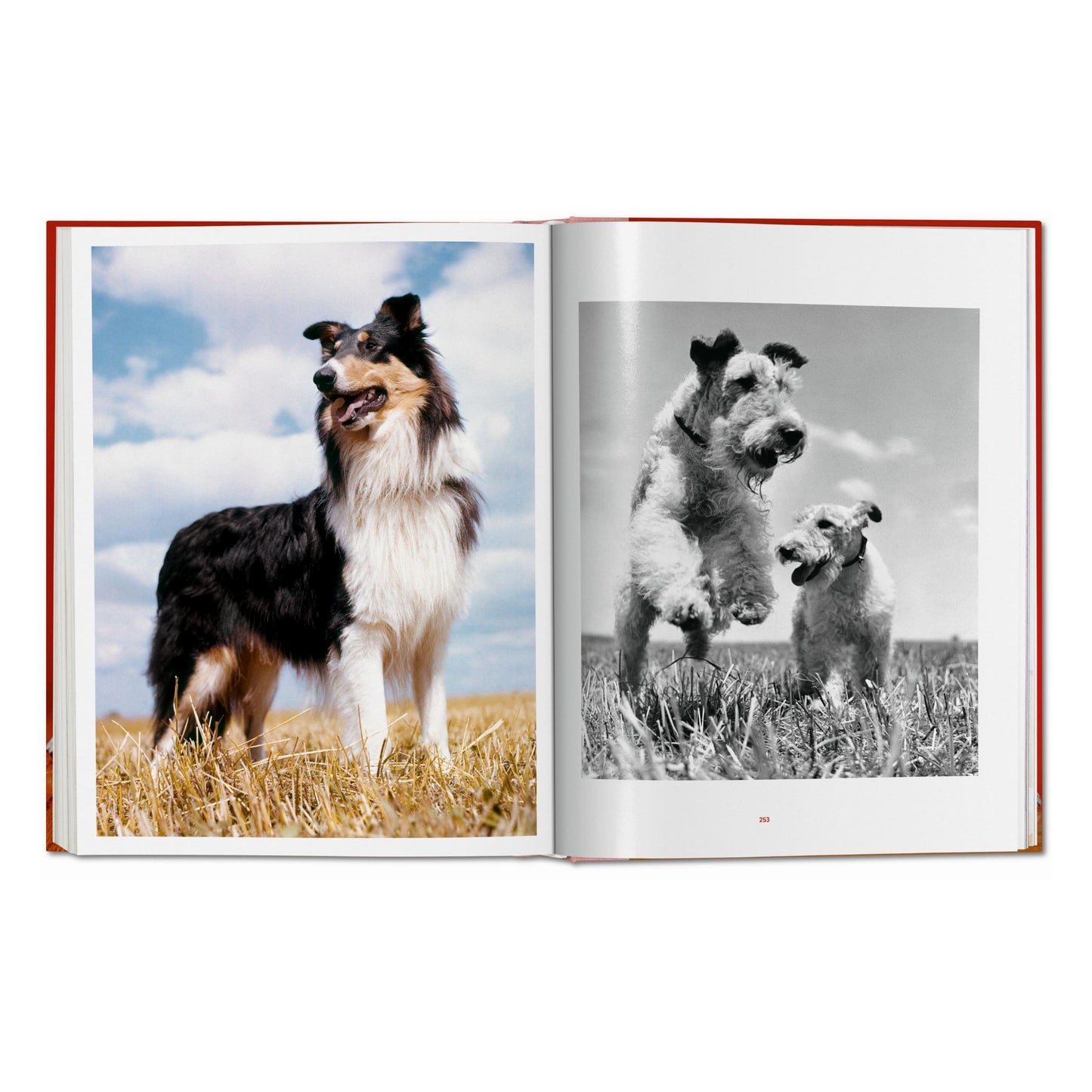 Walter Chandoha. Dogs. Photographs 1941–1991 (German, French, English)