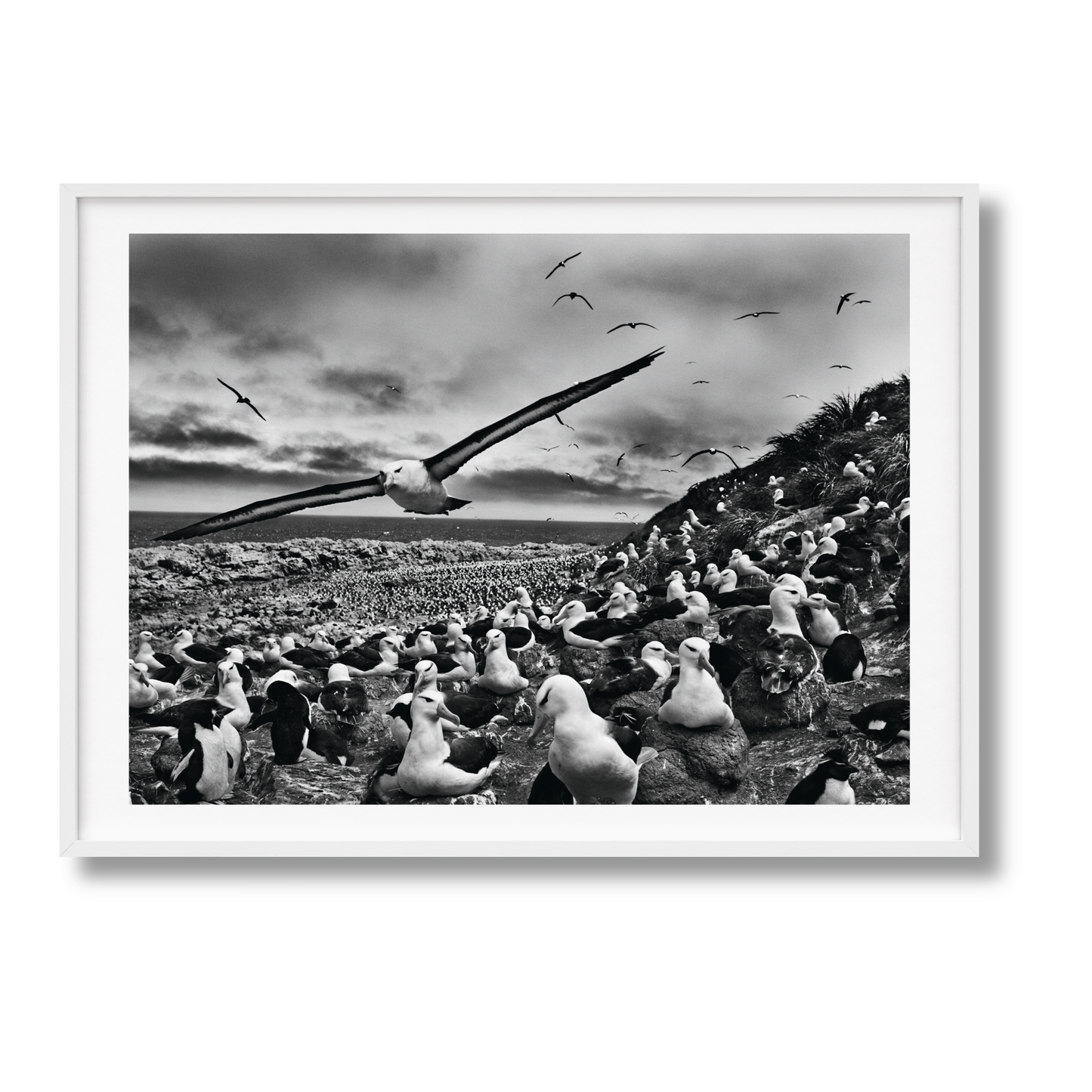 Sebastião Salgado. Genesis. Art Edition No. 201–300 ‘Black-Browed Albatrosses, Falkland Islands’ (English)