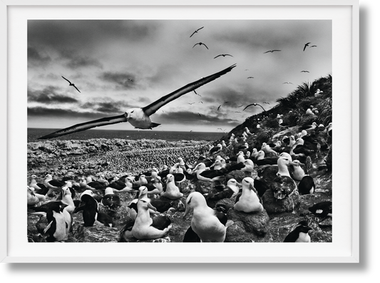 Sebastião Salgado. GENESIS, Art Edition No. 201–300 ‘Black-Browed Albatrosses, Falkland Islands’ (English) (AP)