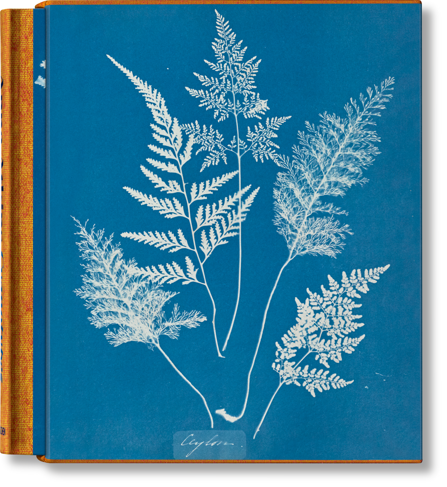 Anna Atkins. Cyanotypes (German, French, English) (FFE)