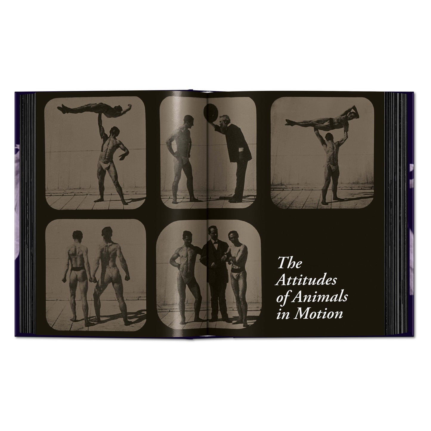 Muybridge. The Human and Animal Locomotion Photographs. 45th Ed. (German, French, English)