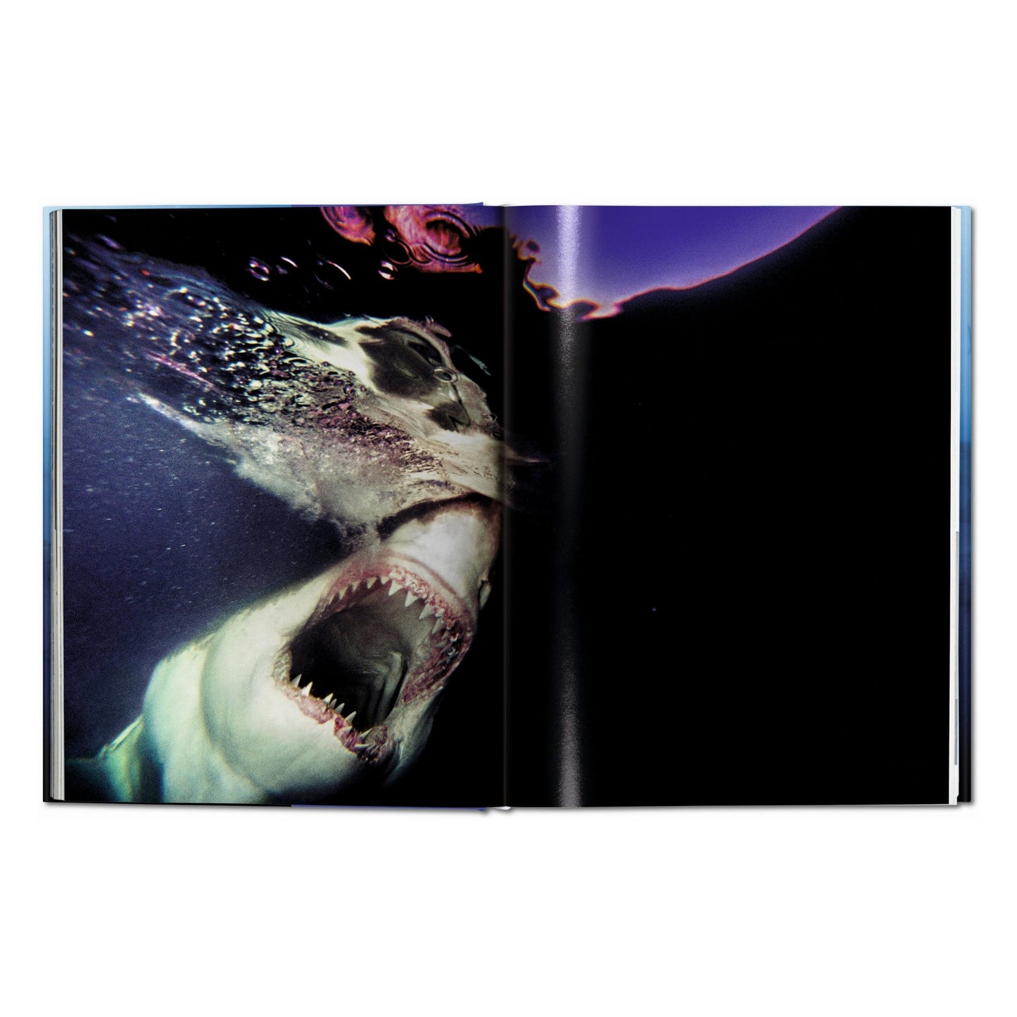 Michael Muller. Sharks (English)