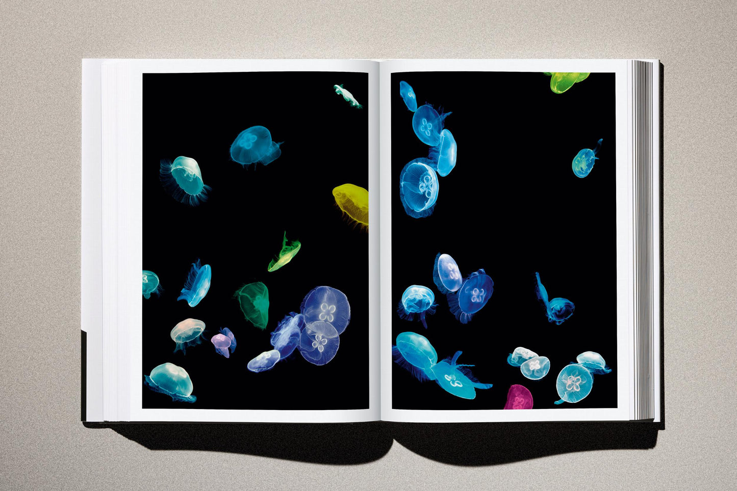 Albert Watson. Kaos. 2nd Edition. Art Edition No. 1–50, ‘Steve Jobs, Cupertino, California’, 2006 (German, French, English)