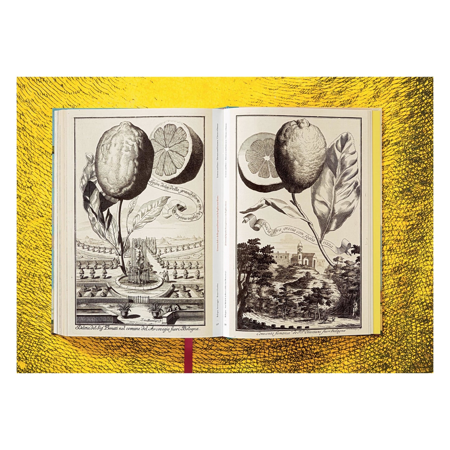J. C. Volkamer. The Book of Citrus Fruits (German, French, English)