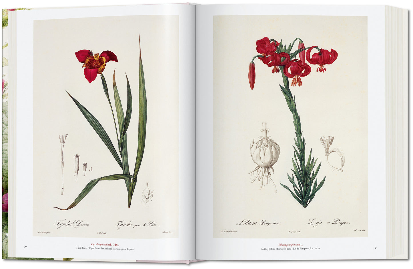 Redouté. The Book of Flowers (German, French, English)
