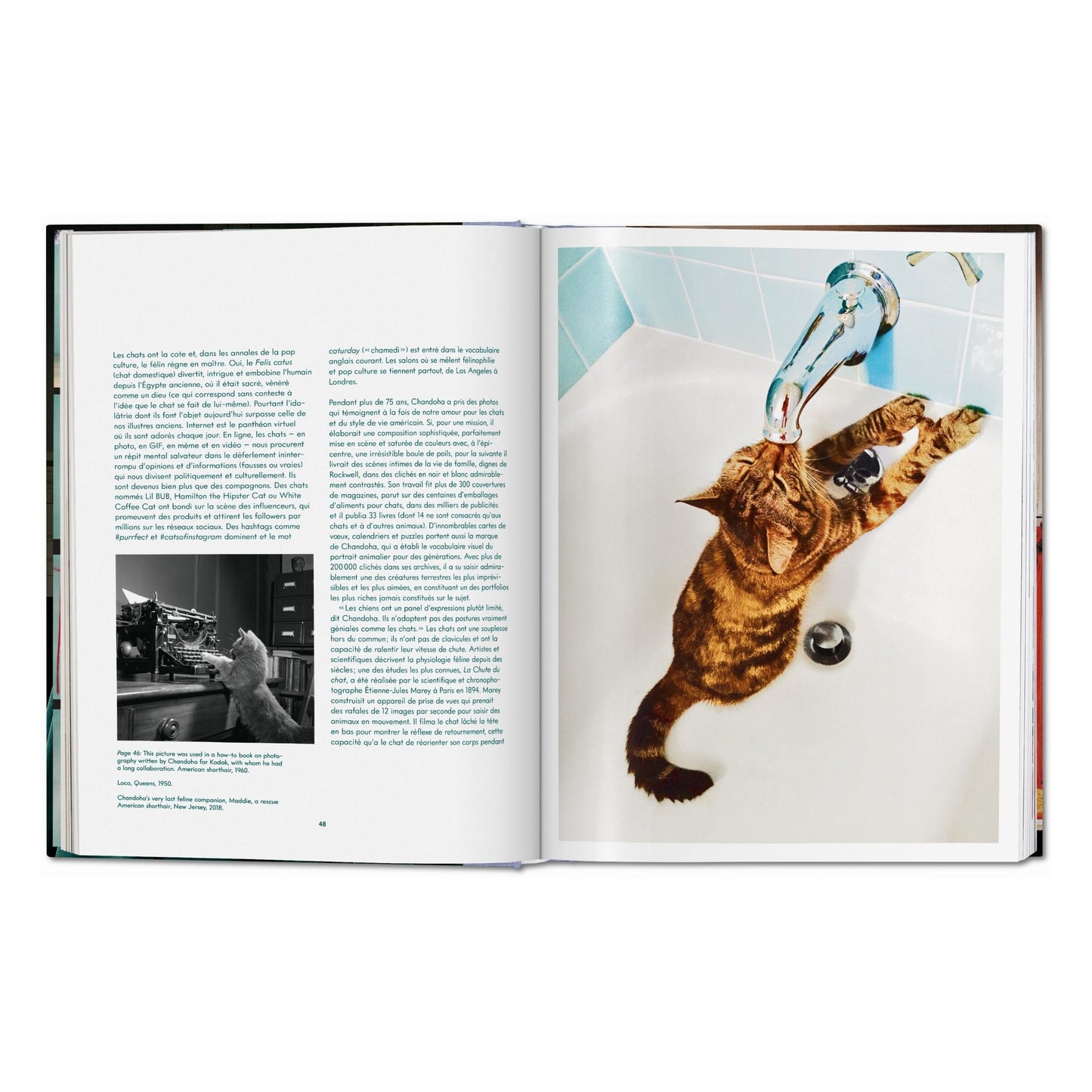 Walter Chandoha. Cats. Photographs 1942–2018 (German, French, English)