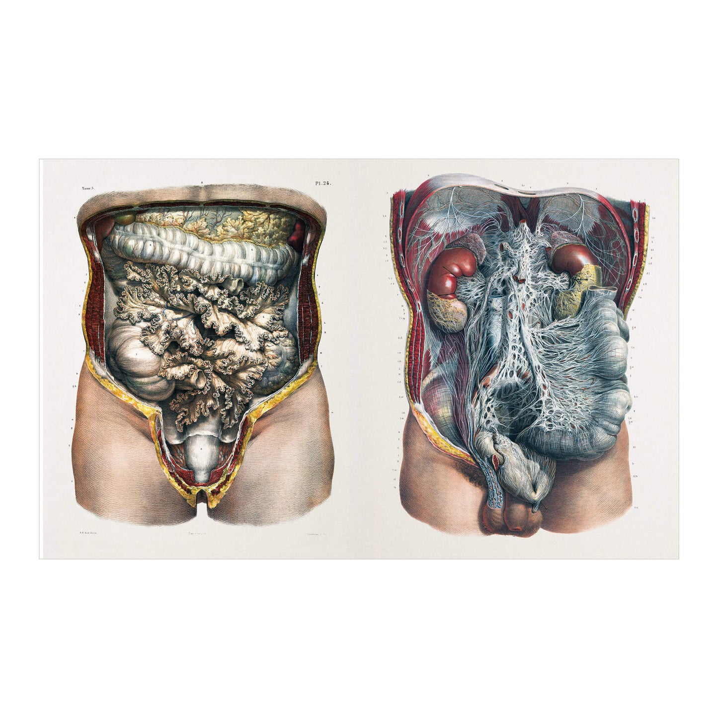 The Book of the Human Body (German, Spanish, French, English)