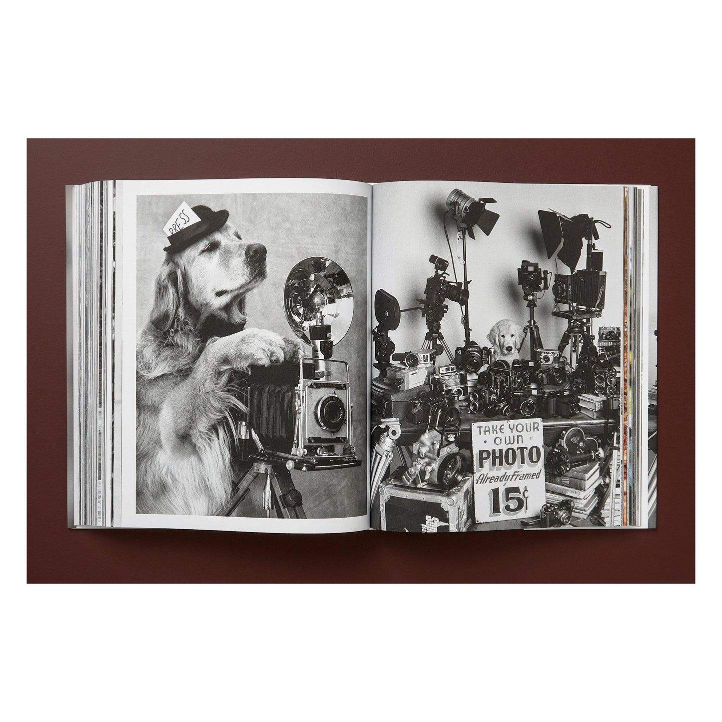 Bruce Weber. The Golden Retriever Photographic Society. Art Edition No. 1–100 ‘Little Bear Ranch, Montana, 1996’ (German, French, English) (SA)
