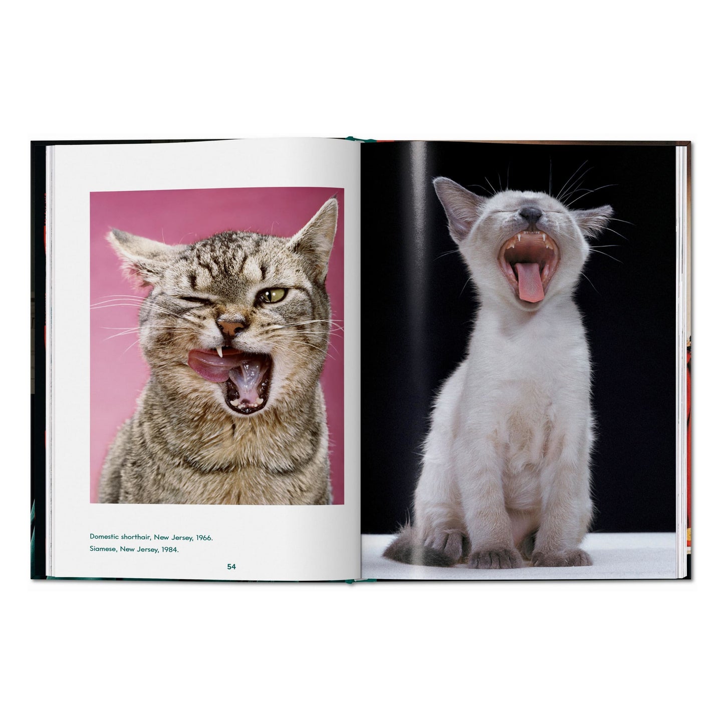 Walter Chandoha. Cats. Photographs 1942–2018 (English)